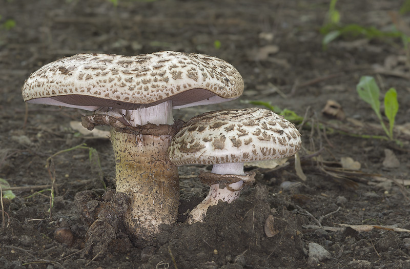 Agaricus bohusii